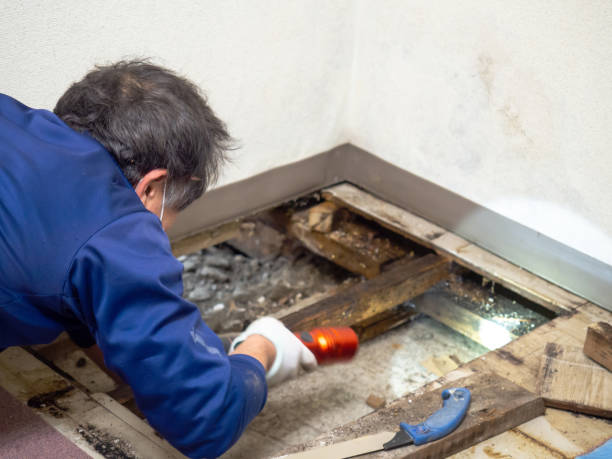 Best Best Mold Removal Companies  in Hinesville, GA
