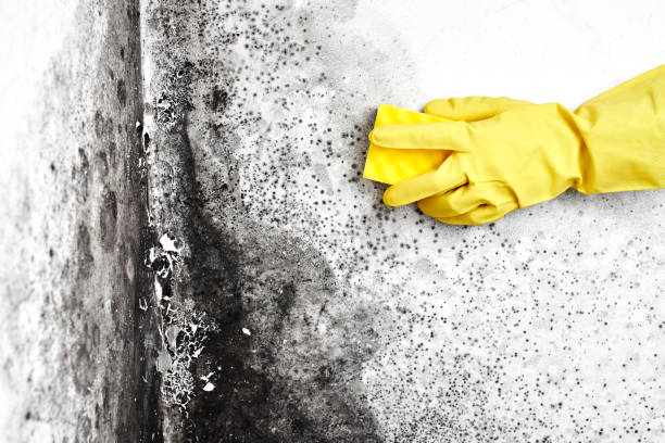 Attic Mold Removal in Hinesville, GA