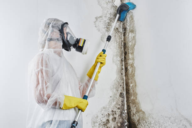 Best Black Mold Removal  in Hinesville, GA
