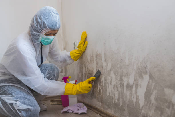Best Affordable Mold Removal  in Hinesville, GA