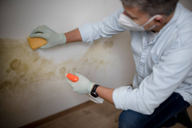 Best Emergency Mold Removal  in Hinesville, GA