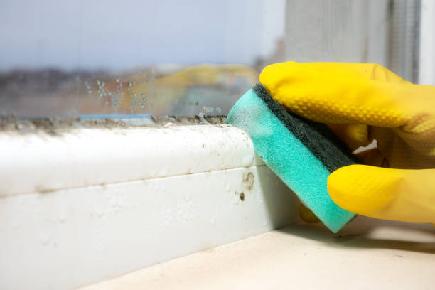Best Residential Mold Removal  in Hinesville, GA
