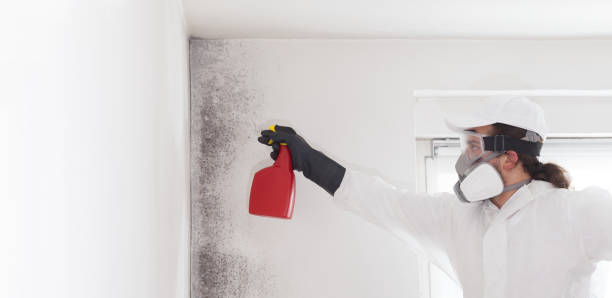 Best Attic Mold Removal  in Hinesville, GA