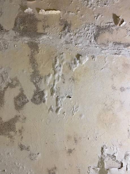 Best Commercial Mold Removal  in Hinesville, GA