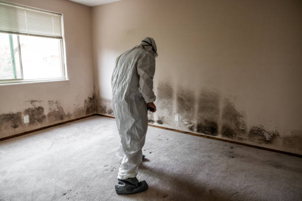 Best Mold Damage Repair  in Hinesville, GA