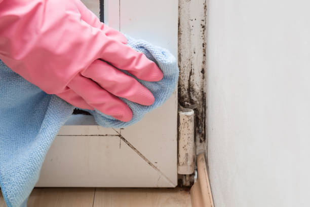 Trusted Hinesville, GA Mold Removal Experts