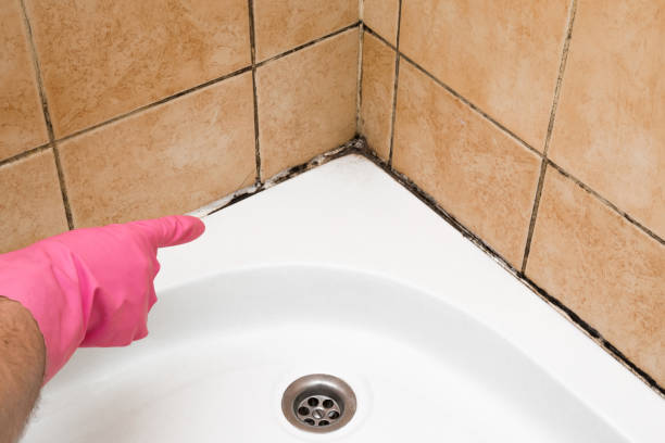Best Professional Mold Removal  in Hinesville, GA
