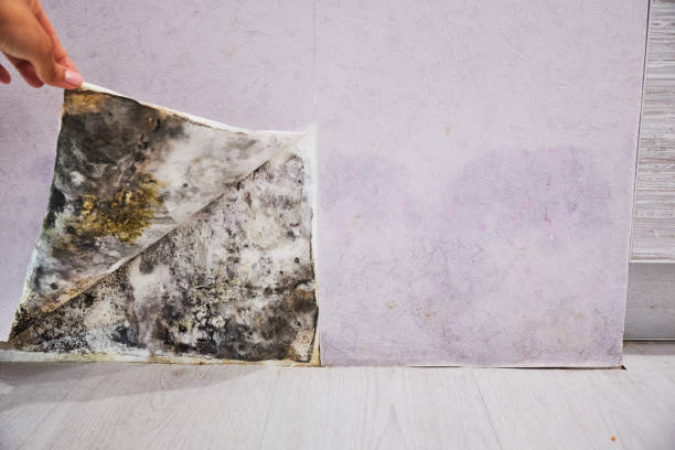 Best Mold Testing  in Hinesville, GA